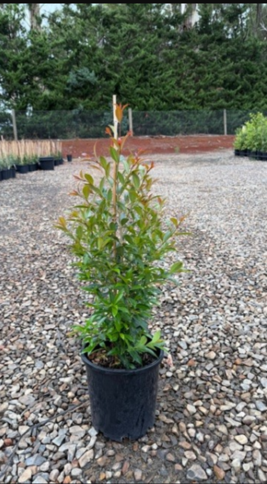 Syzygium australe 'Up and Away' pbr