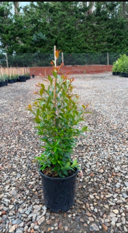 Syzygium australe 'Up and Away' pbr