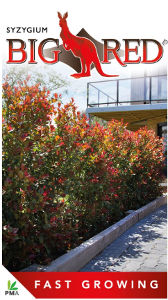 Syzygium australe Big Red