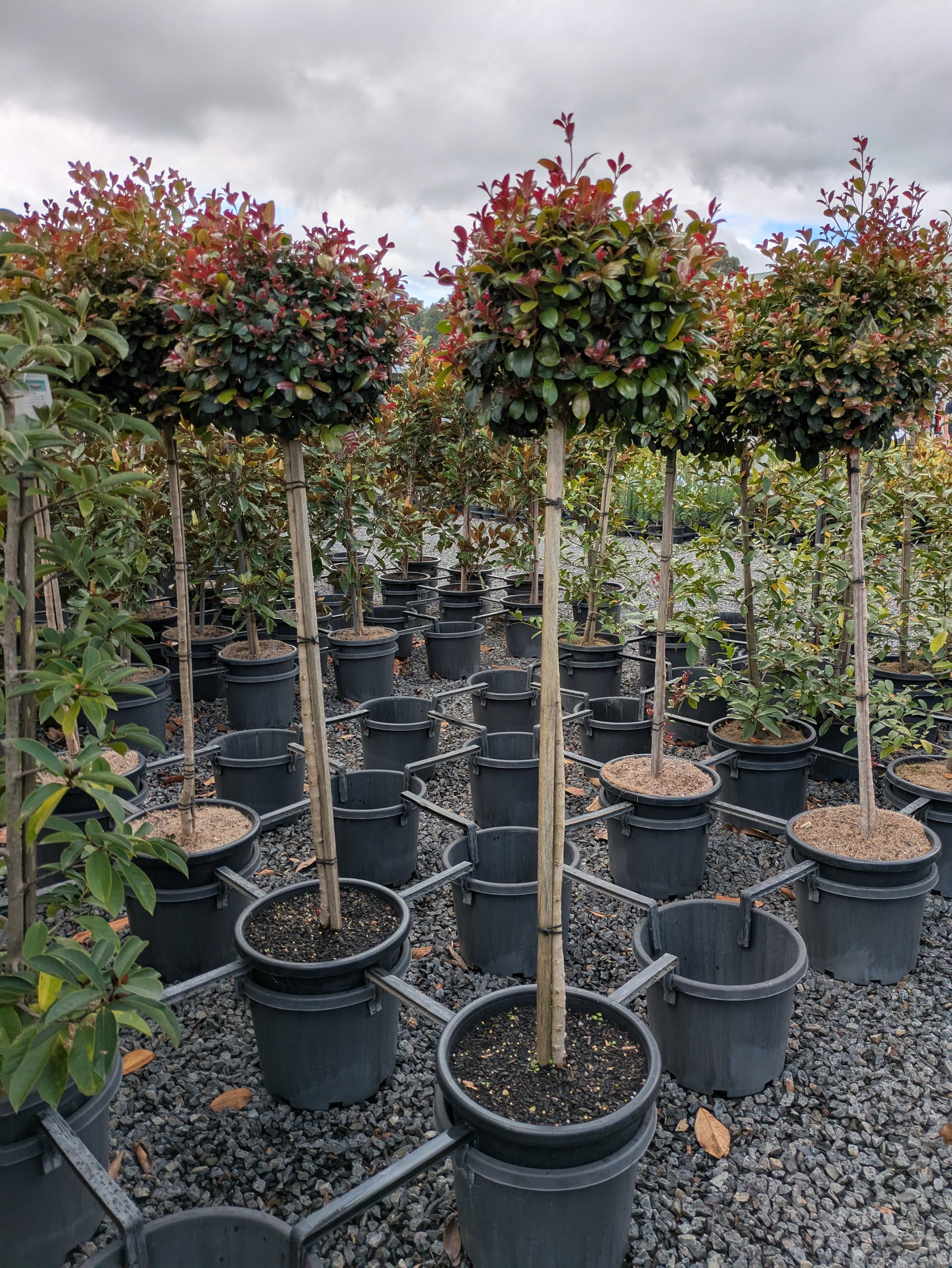Syzygium australe Cherry Bomb  The Plant Broker