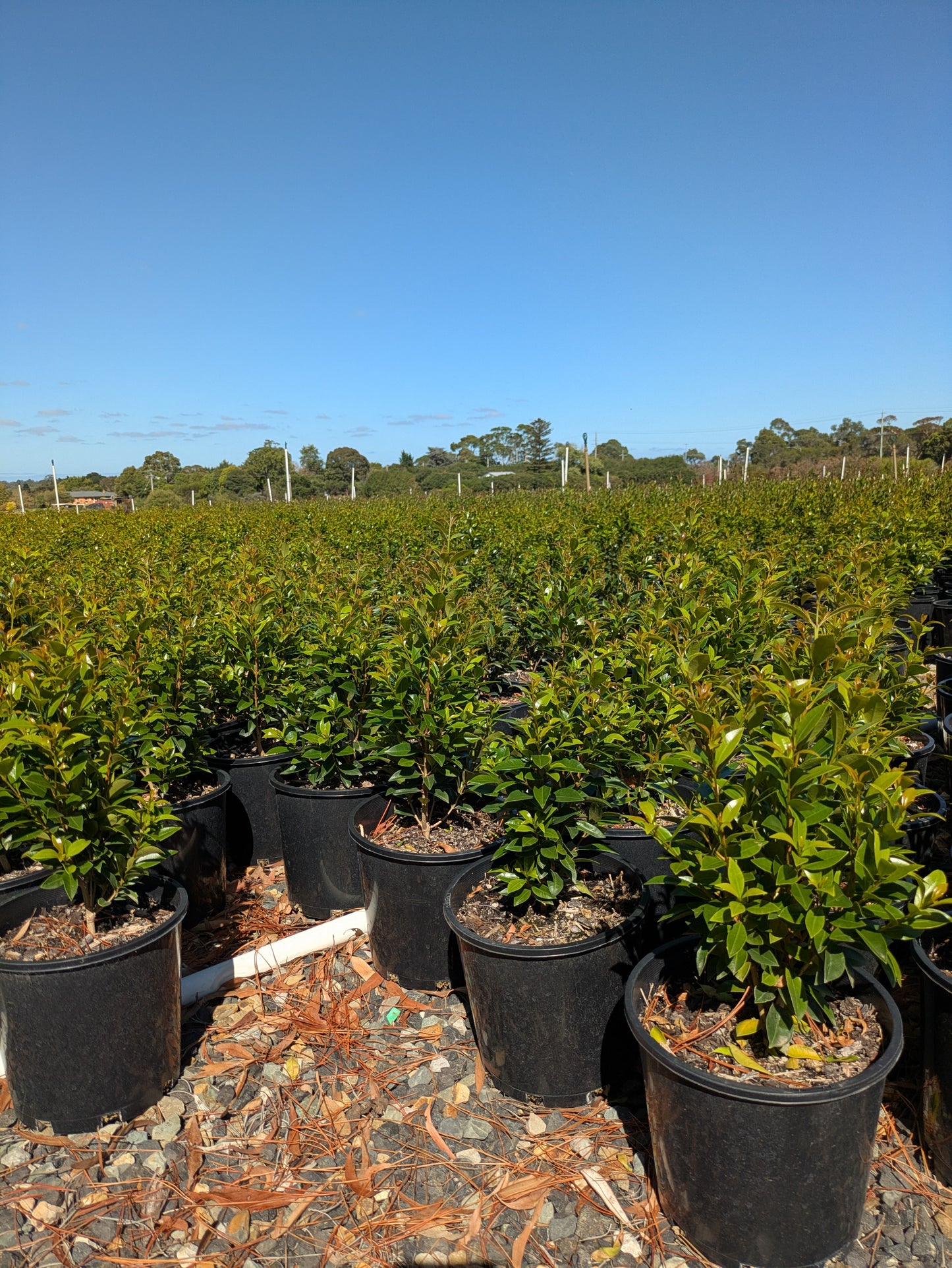 Syzygium australe Hinterland Gold