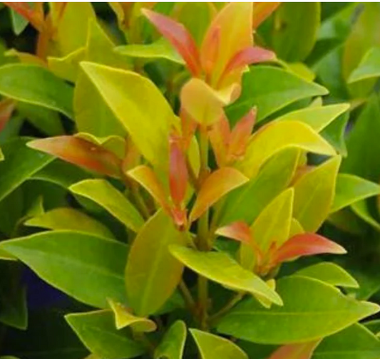 Syzygium australe Hinterland Gold