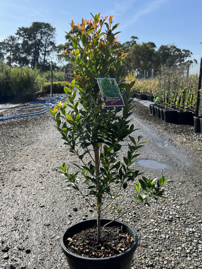 Syzygium australe Hinterland Gold