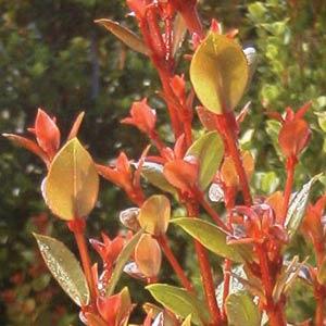 Syzygium australe Orange Twist