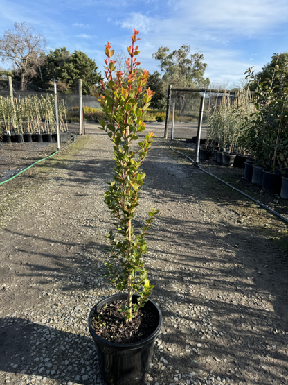 Syzygium australe Orange Twist