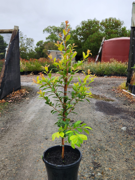 Syzygium australe Serenity