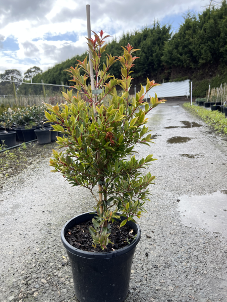 Syzygium australe Winter Lights