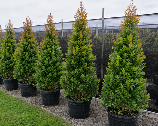 Syzygium australe (AATS) PINNACLE
