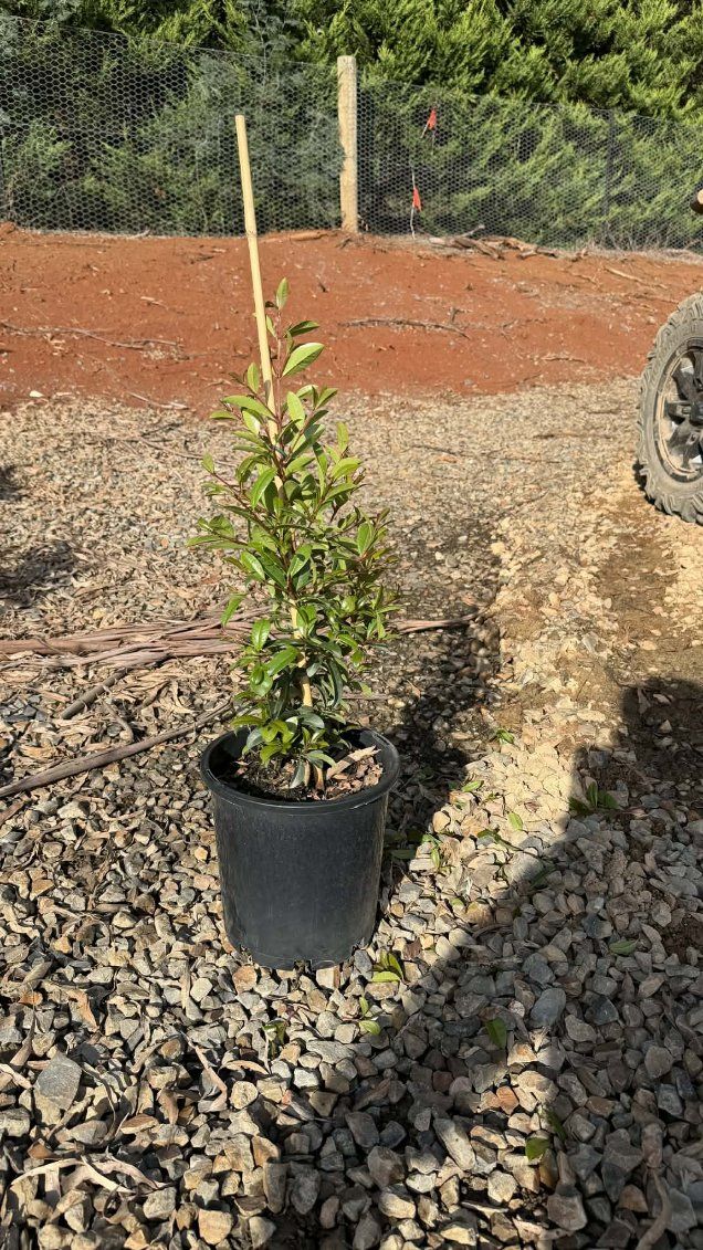 Syzygium australe (SAN01)  Straight and Narrow™