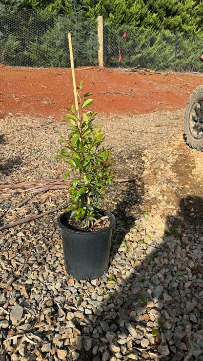 Syzygium australe (SAN01)  Straight and Narrow™