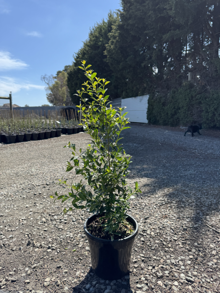 Syzygium australe (SAN01)  Straight and Narrow™