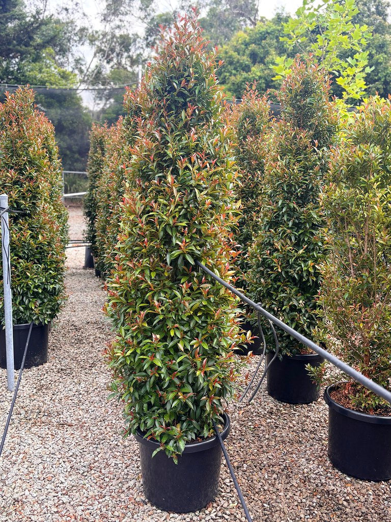 Syzygium australe 'Up and Away' pbr