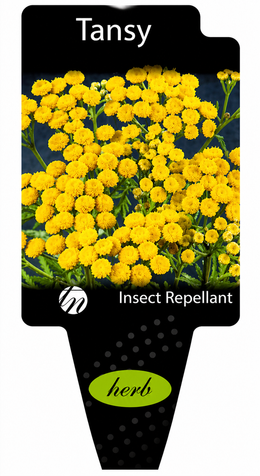 Tansy