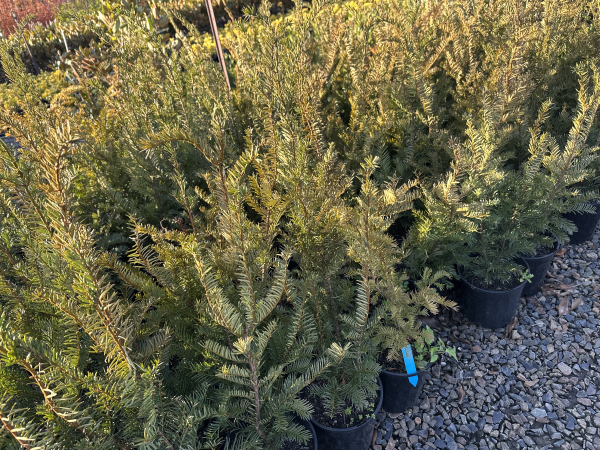 Taxus baccata