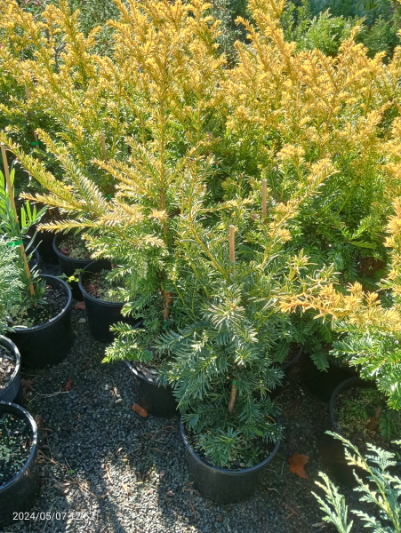 Taxus baccata Variegated