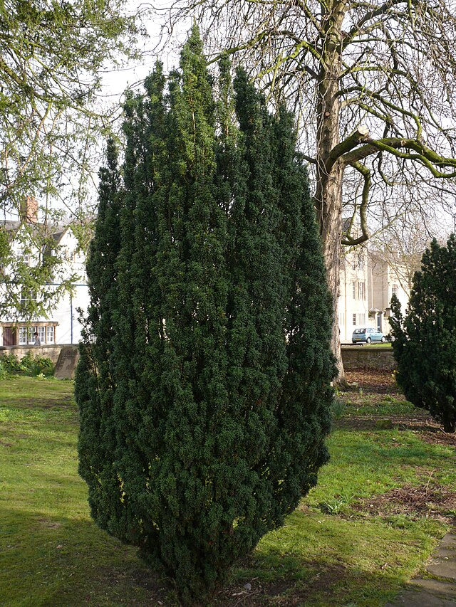 Taxus baccata fastigiata