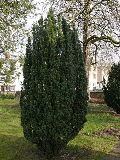 Taxus baccata fastigiata