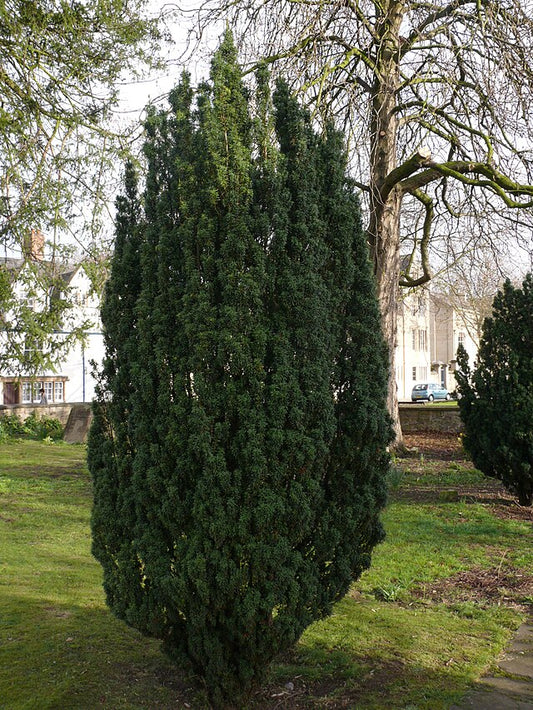 Taxus baccata fastigiata