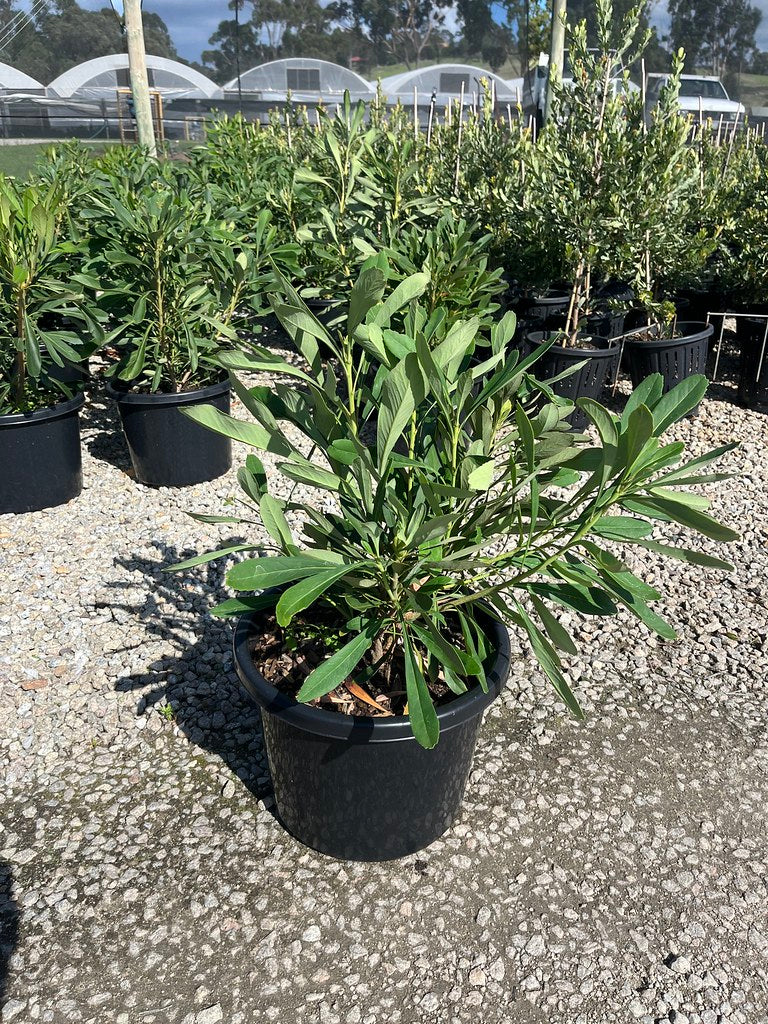 the plant broker