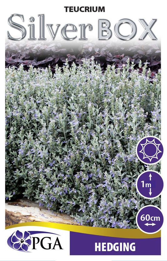 Teucrium Silver Box