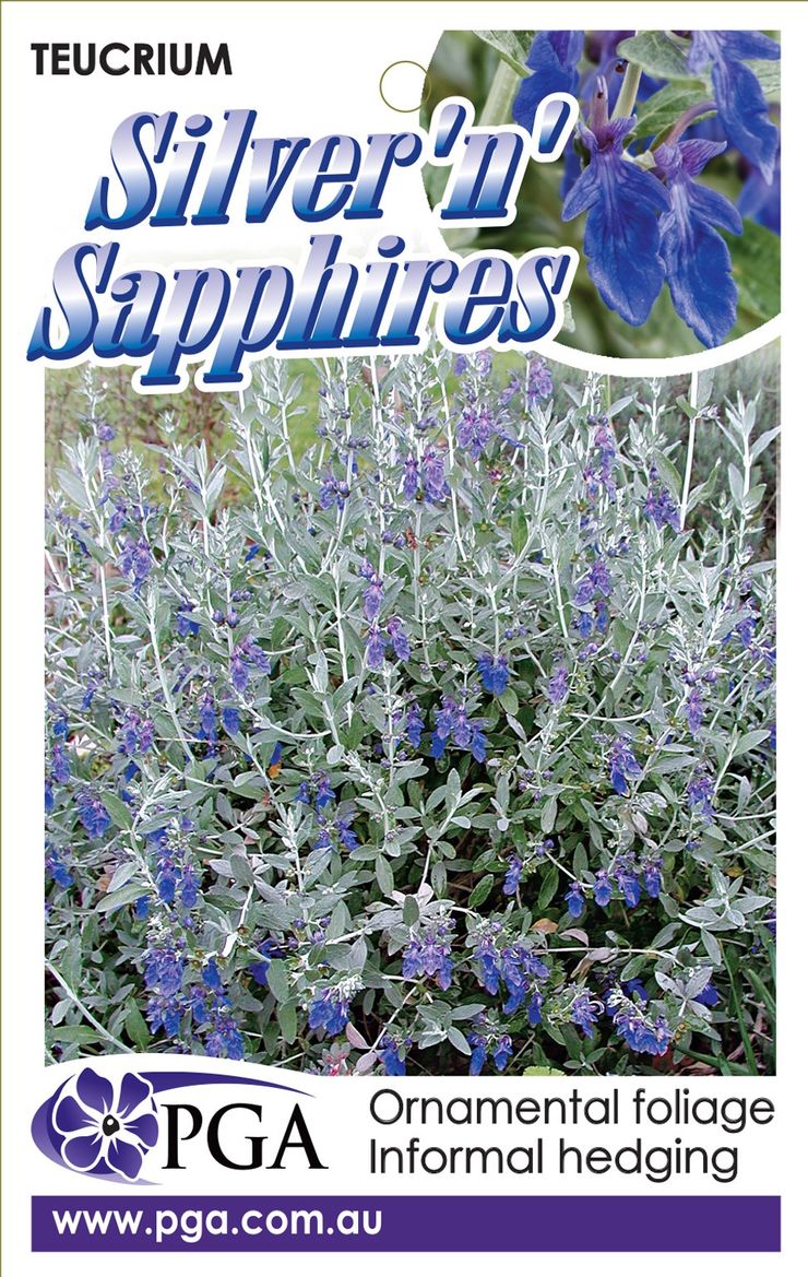 Teucrium ‘Silver n Sapphires’