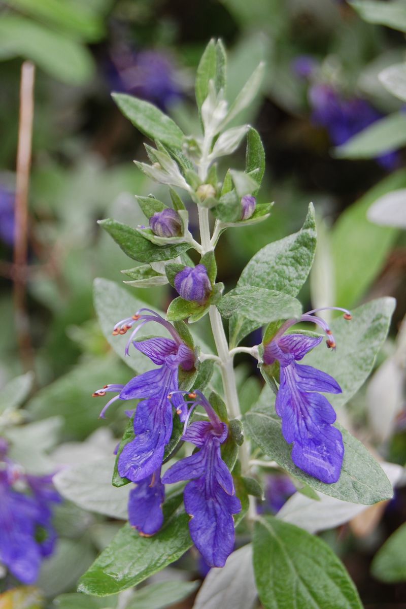 Teucrium ‘Silver n Sapphires’