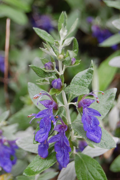 Teucrium ‘Silver n Sapphires’