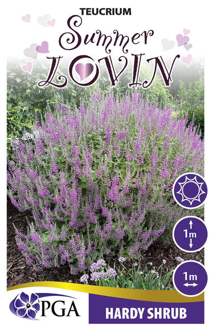 Teucrium ‘Summer Lovin’