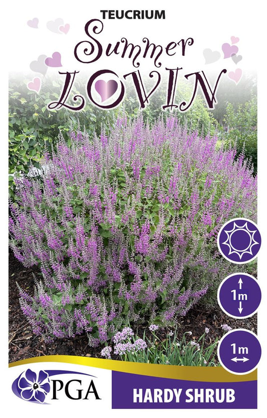 Teucrium ‘Summer Lovin’