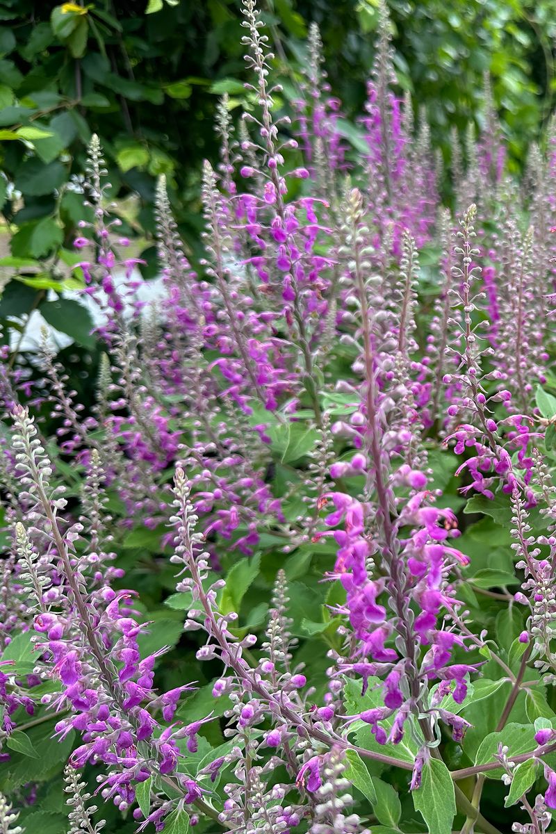 Teucrium ‘Summer Lovin’