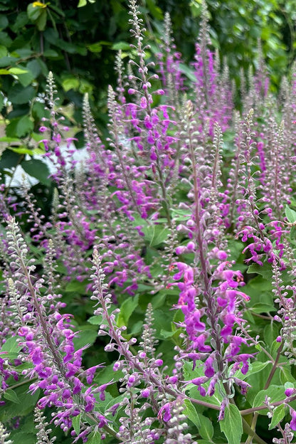 Teucrium ‘Summer Lovin’