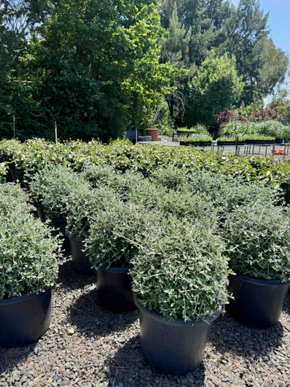 Teucrium fruticans