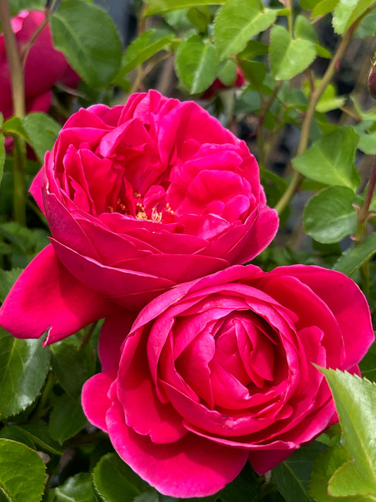 Rose - The Captain of Hearts