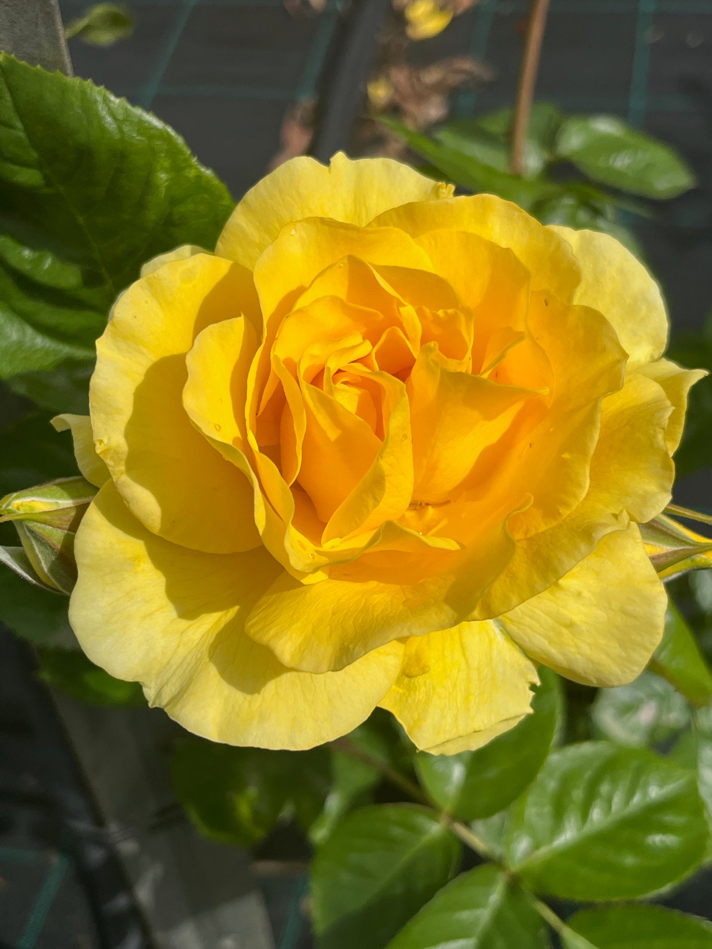 Rose - The Golden Child