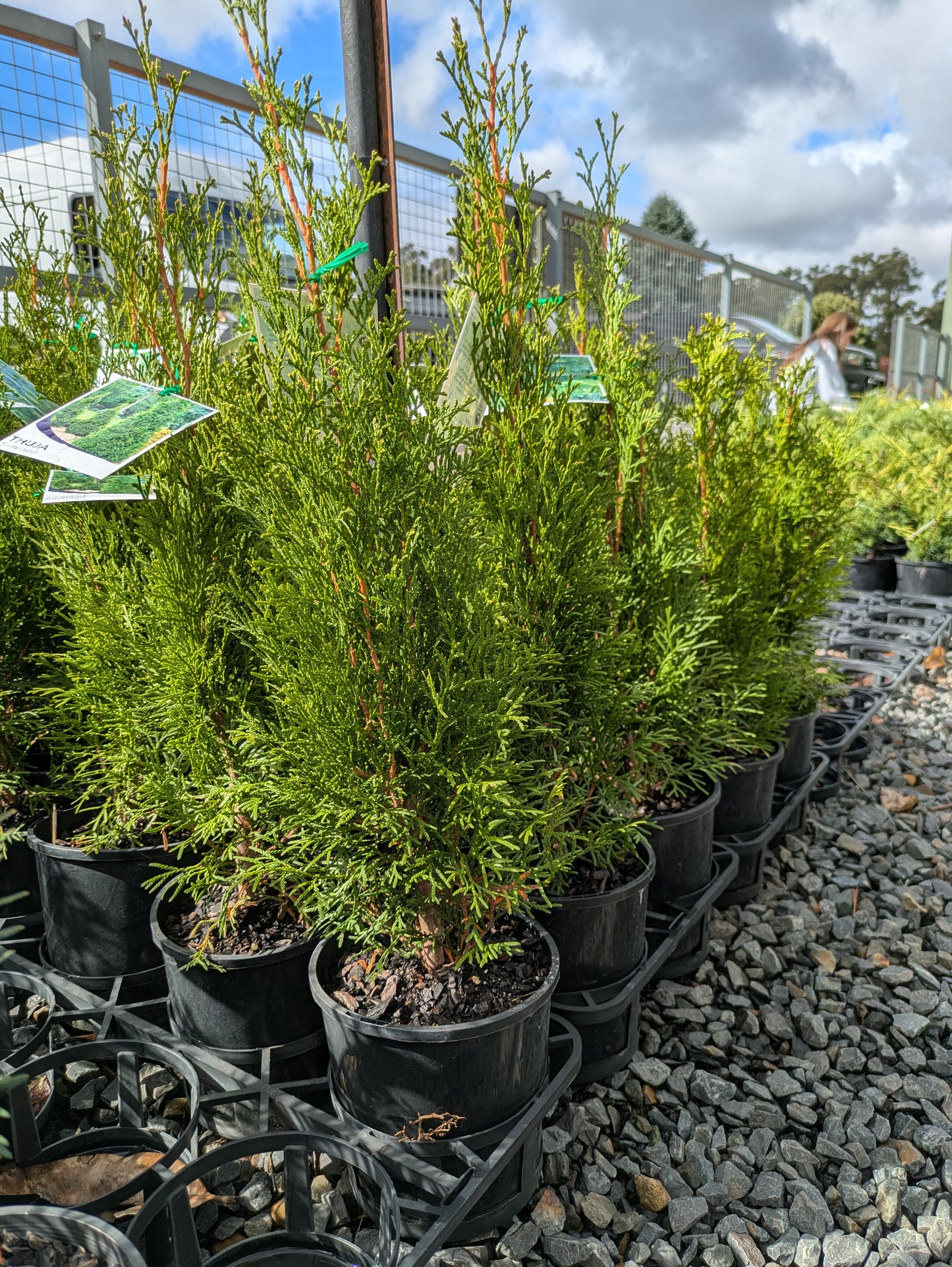Thuja occidentalis smaragd
