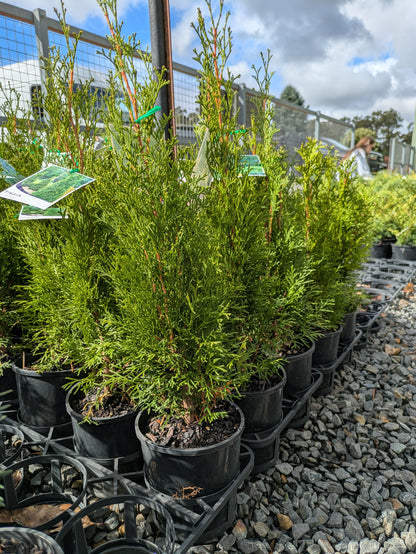 Thuja occidentalis smaragd
