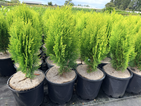 the plant broker