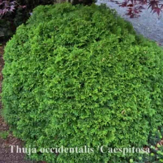 Thuja occidentalis Caespitosa