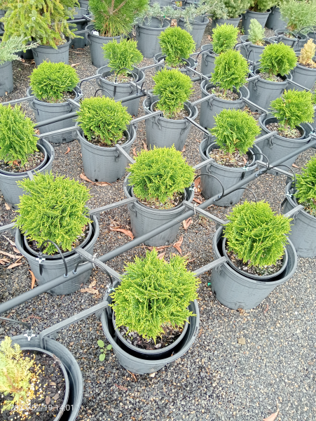 Thuja occidentalis Danica