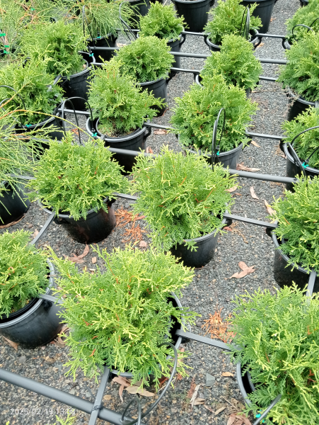 Thuja occidentalis Dumosa