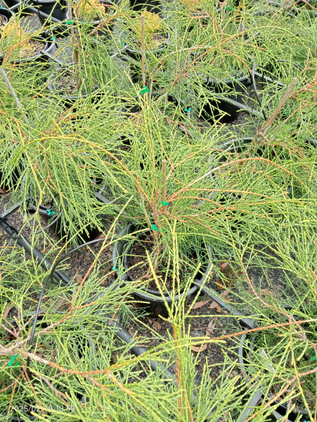 Thuja occidentalis Filiformis