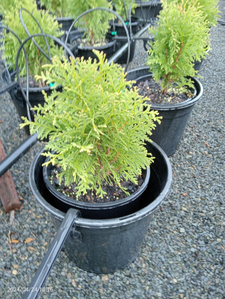 Thuja occidentalis Froebellei