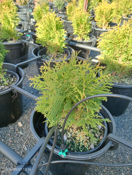 Thuja occidentalis Globosa