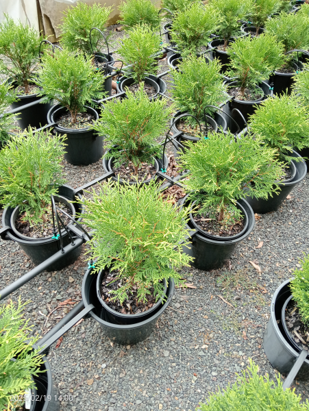 Thuja occidentalis Little Champion