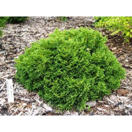 Thuja occidentalis Little Gem