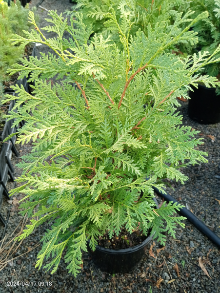 Thuja occidentalis Snow Queen