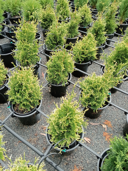 Thuja occidentalis Stolwijk