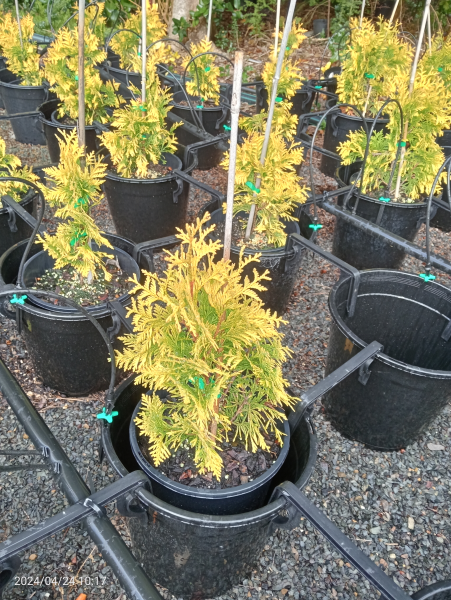 Thuja occidentalis Sunkist