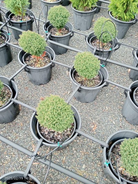 Thuja occidentalis Teddy