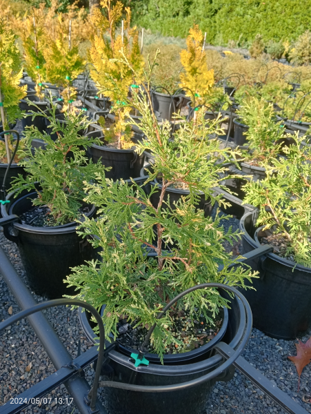 Thuja occidentalis Wandykes Silver